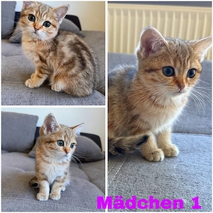 BKH Kitten Holden Shaded und Tabby