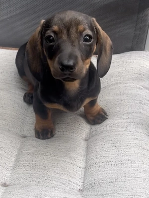 Zwerg Kaninchen Dackel Welpe Balck Tan Loh Wild   Sau Farben 