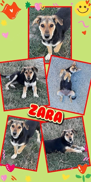 bezauberndes Welpenmädchen "Zara" sucht ein liebevolles Zuhause