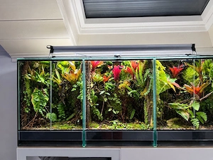 Terrarien Dendrobaten