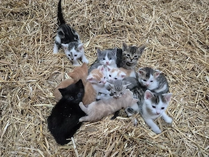 Katzenbabys, Kitten 