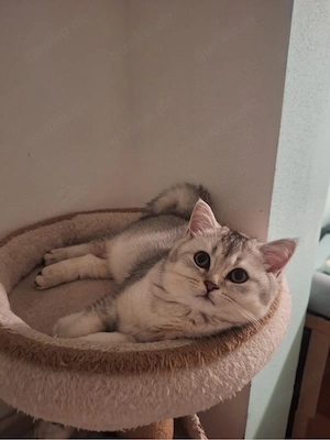BKH Reinrassige Kitten