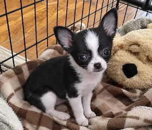 Traumhaftes Chihuahua-Mädchen (12 Wochen) sucht Lieblingsmenschen!