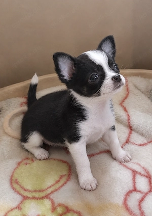 Traumhaftes Chihuahua-Mädchen (12 Wochen) sucht Lieblingsmenschen!