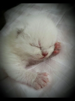 BKH Kitten Blau Augen. 