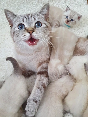 BKH Kitten Blau Augen. 