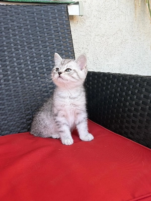 BKH-Kitten