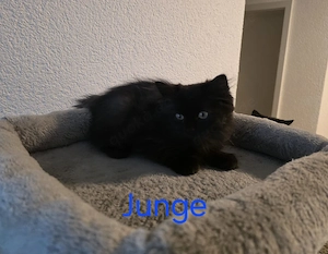 Perser Mischling Kitten  Bild 7