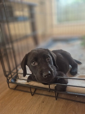 Zwei schwarze Labrador-Mädchen suchen ein liebevolles Zuhause   