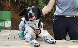 Traumhund Thommy