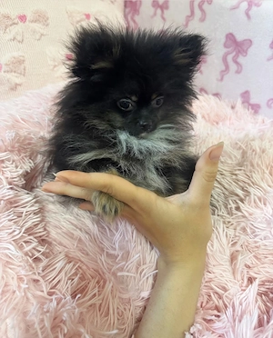 Zwergspitz Pomeranian Rüde