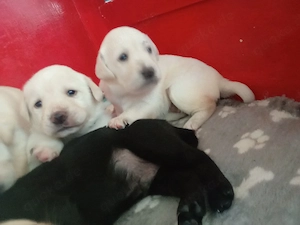 Labrador Welpe