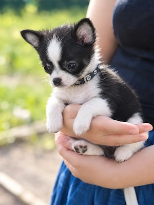 Süße Chihuahua-Welpen ab sofort abzugeben
