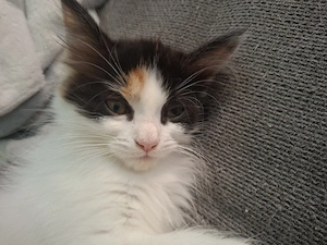 Maine Coon Mix Kitten