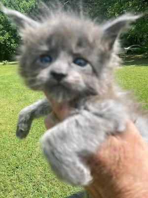 Maine-Coon-Kätzchen