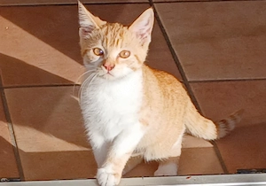 Rot weisser Kater,sehr verschmusst und hört sehr gut wenn man ihn ruft