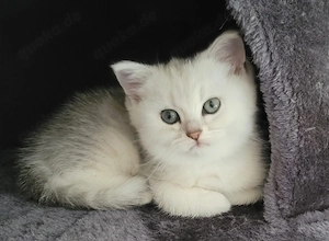 Britisch Kurzhaar Kitten - Grey Tabby