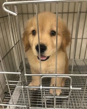 Entzückende Golden-Retriever-Welpen suchen ein liebevolles Zuhause   