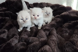 3 Perser-Kinder suchen Kuschelpersonal, jetzt reservieren 