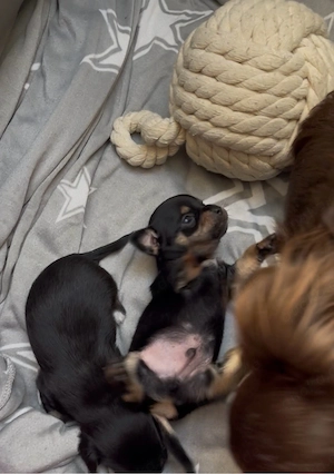 super süße Chihuahua Welpen