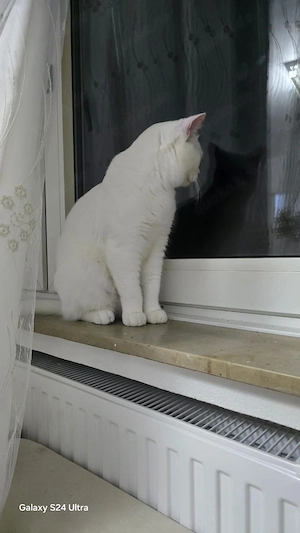 weiße Katze