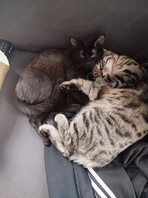 katzen in gute Hände abzugeben 