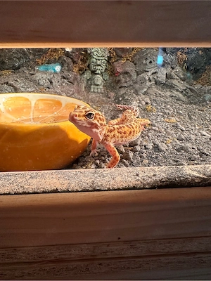 Terarium plus Gecko 