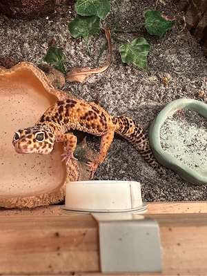 Leopardgecko-Weibchen, ca. 5 Jahre alt, mit Terrarium abzugeben