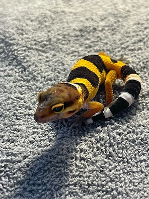 1.0 Leopardgecko aus 2026 