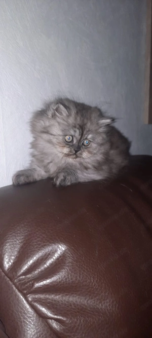 Perser  BLH Kitten 