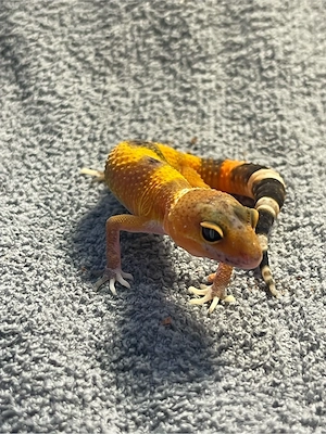 Leopardgeckobabys (Eubleparis macularius)