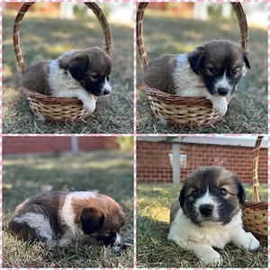 Lilly im Tierheim in Bosnien, sucht ein Zuhause