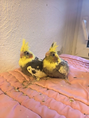 2 nymphensittich babys