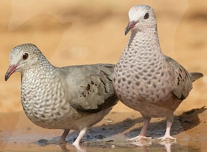 Sperlingstäubchen 