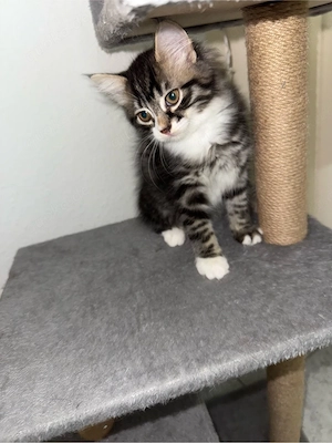 Maine-Coon-Mix-Kitten sucht ein liebevolles neues Zuhause