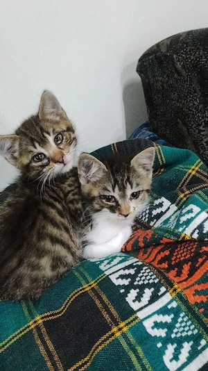 Bauernhof Katze , 9 Woche alt 