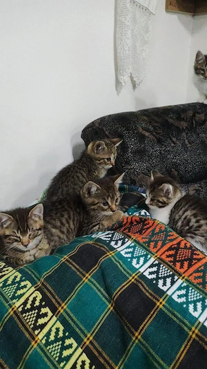 Bauernhof Katze , 9 Woche alt 