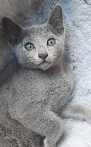 Russisch blau kitten kater
