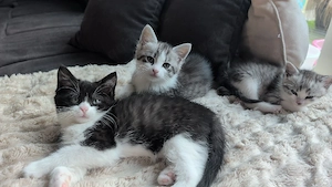 Katzen Kitten suchen ein Zuhause 