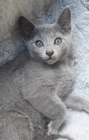 Russisch blau kitten kater
