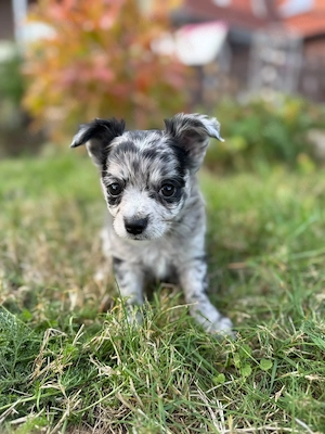 Chihuahua Mix Rüden 