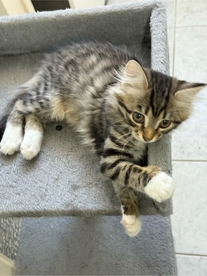 Maine-Coon-Mix-Kitten sucht ein liebevolles neues Zuhause