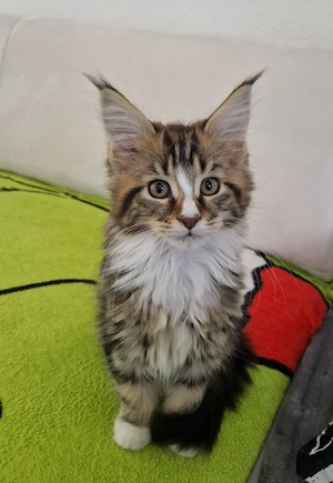 3 Main Coon Baby's 