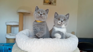 BKH-Kitten in blue und blue-weiß ( Stammbaum)!