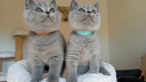 BKH-Kitten in blue und blue-weiß ( Stammbaum)!