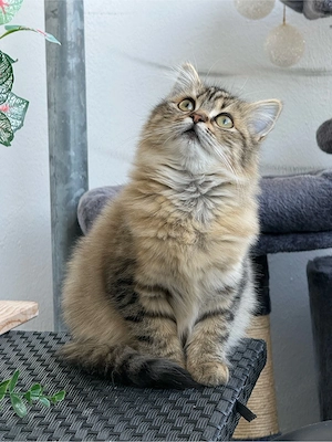 Perser Mädchen sucht ihr Traumschloss!