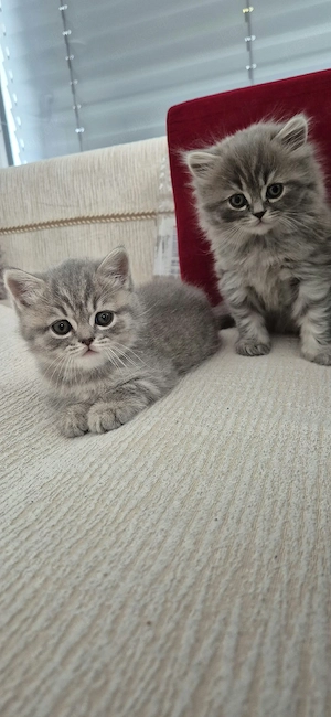    Zuckersüße BKH-Kitten suchen ihr Für-immer-Zuhause     