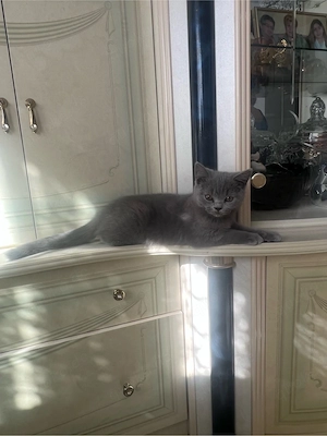 Süße Britisch Kurzhaar Blue Kitten suchen ein Zuhause