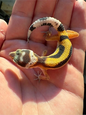Leopardengecko Nachzuchten  