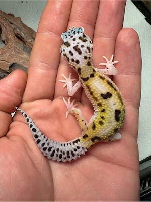 Leopardengecko Nachzuchten  